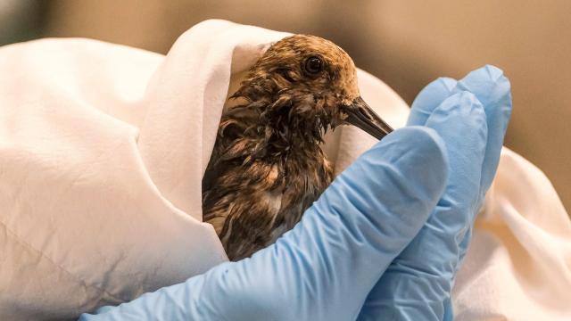 First Birds Rescued From California Oil Spill