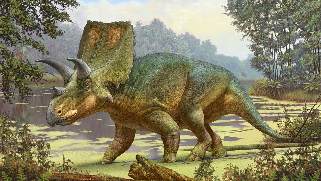 Depiction of the newly identified dinosaur, Sierraceratops turneri. (Image: New Mexico Museum of Natural History & Science)