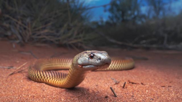 Snakes Just Want To Enjoy Spring Like the Rest of Us, Don’t Be Ssssscared