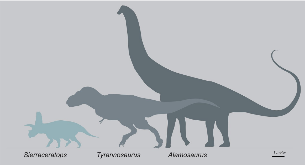 Size comparison of Sierraceratops with other dinos.  (Image: Nick Longrich)