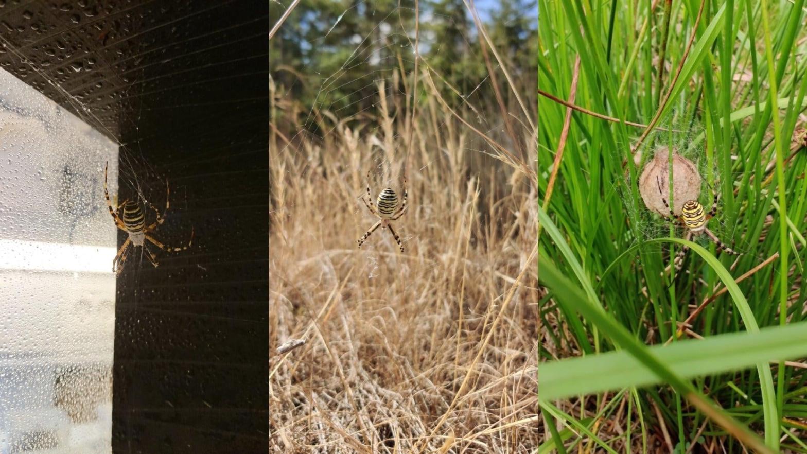 Photos of Argiope bruennichi, aka the wasp spider, taken by the Danish researchers. This spider uses silk to build spiral-shaped webs. (Photo: Trine Bilde/Simon Fruergaard)