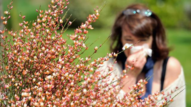 Do Allergies Raise Risk of Mental Illness? New Study Finds No Causal Link