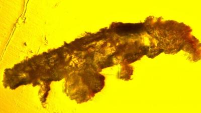 16-Million-Year-Old Tardigrade Found Preserved in Amber