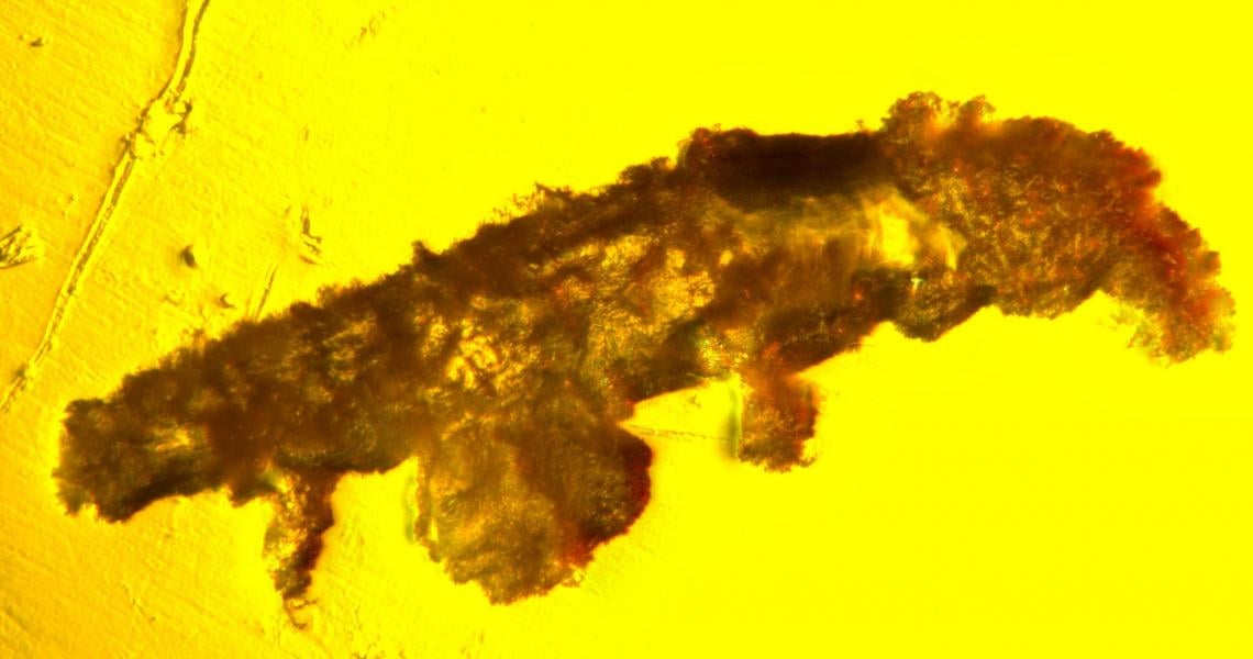 An ancient tardigrade found trapped in Dominican amber.  (Image: Ninon Robin (Harvard/NJIT))