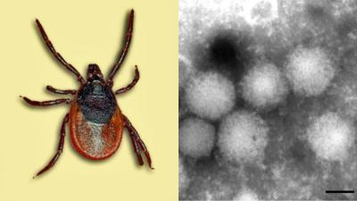 New Tick Virus Shows Nature Is Still Inventing Ways to Mess With Humans
