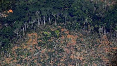 Facebook Will No Longer Let You Monsters Sell Protected Amazon Land on Marketplace