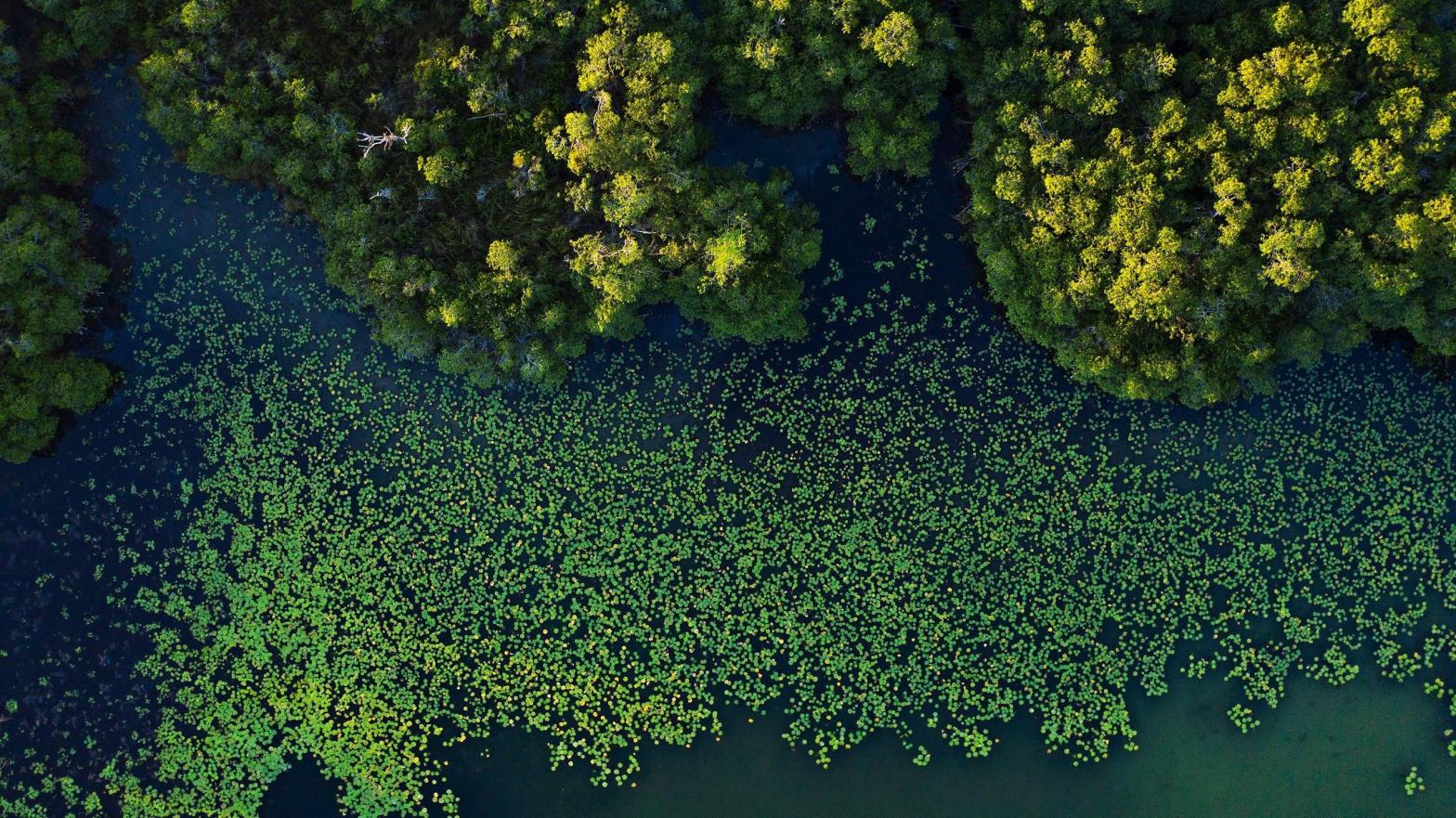 Aerial view of the red mangrove forests along the San Pedro Mártir River in Mexico. (Photo: Octavio Aburto)