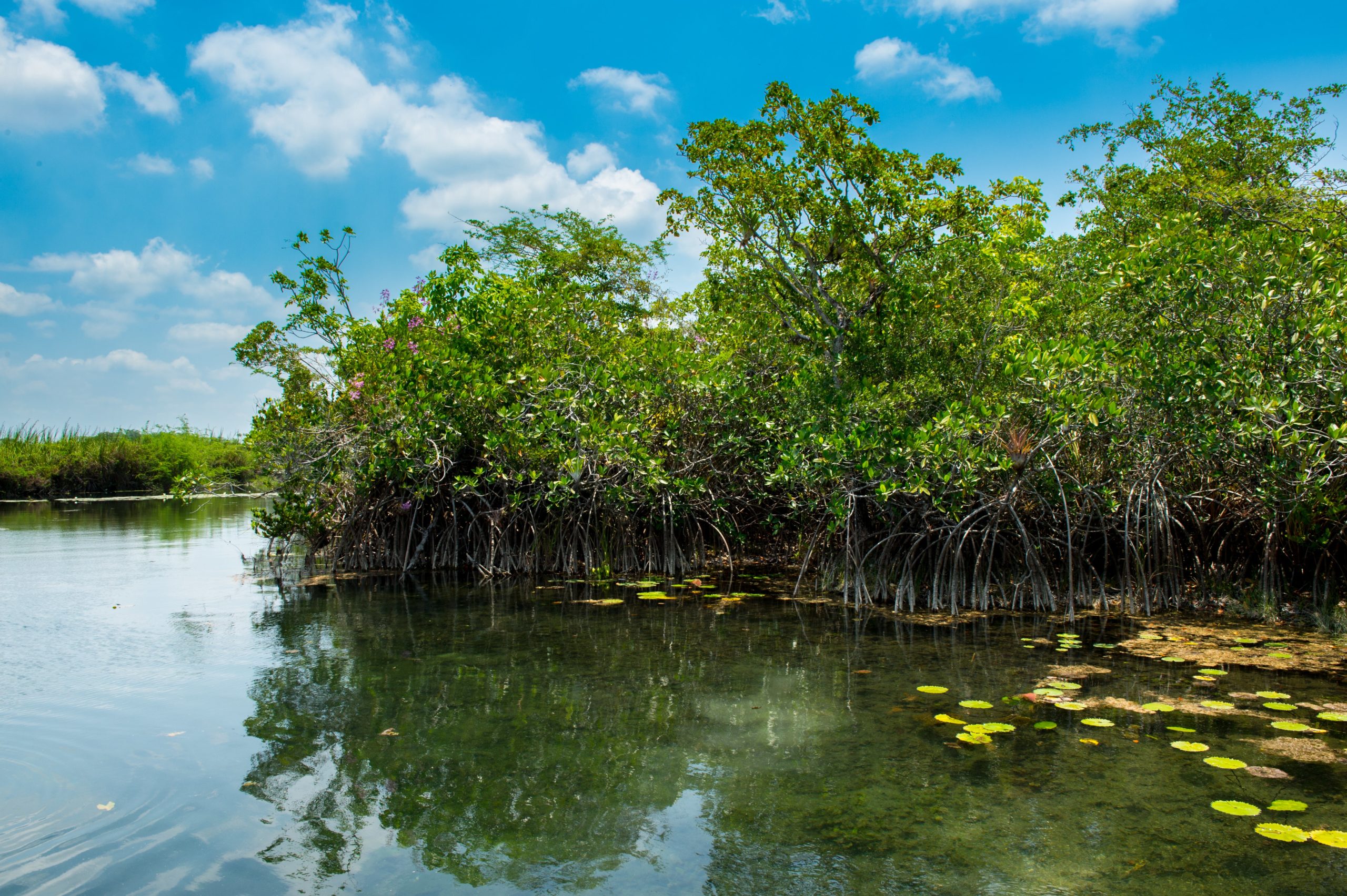A stand of red mangroves sits in the calm, calcium-rich, fresh waters of the San Pedro Mártir River, Tabasco, Mexico. (Photo: Ben Meissner)