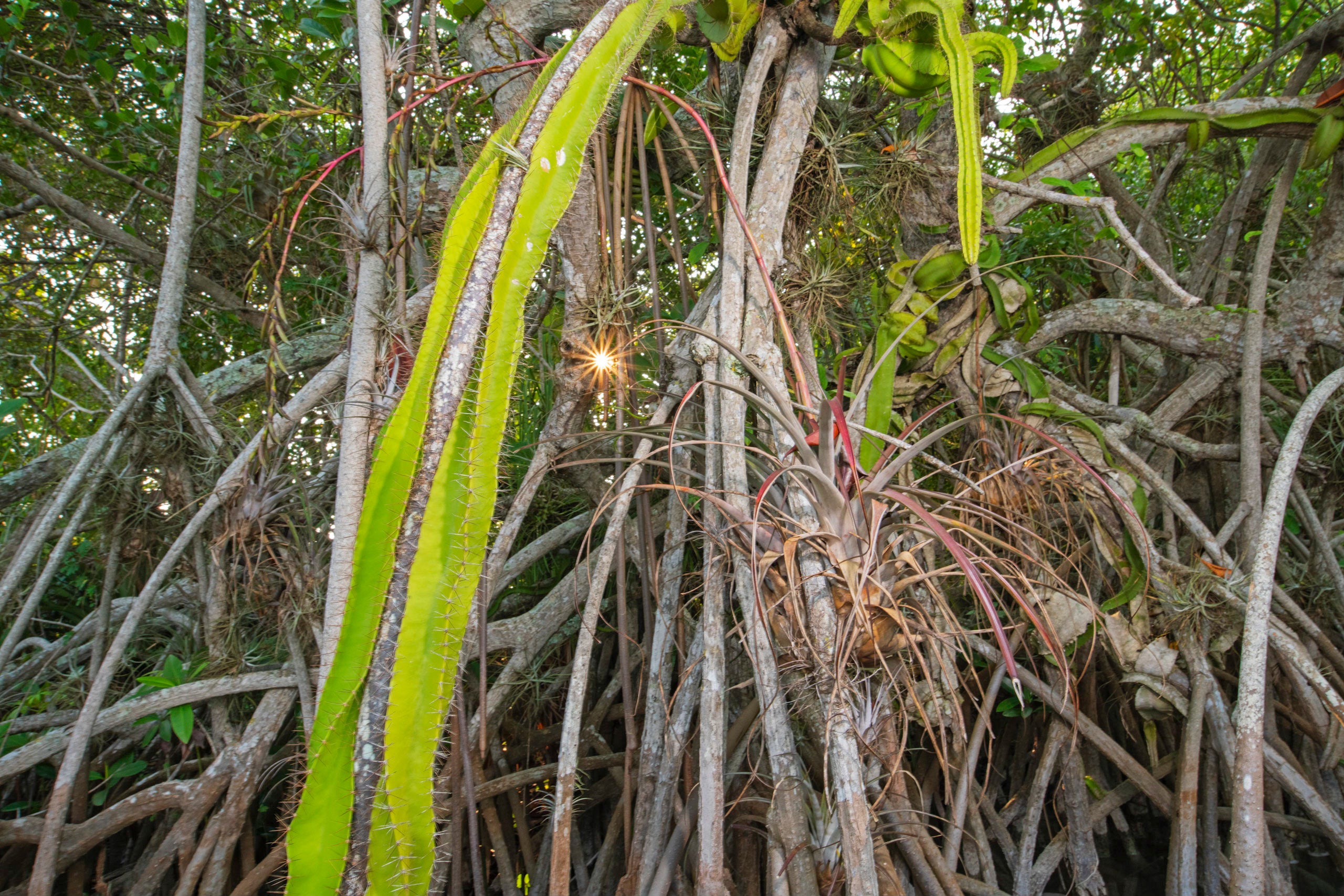 A tall red mangrove provides habitat to various epiphytic cacti and orchid species, creating an ecosystem unique in the world.  (Photo: Octavio Aburto)