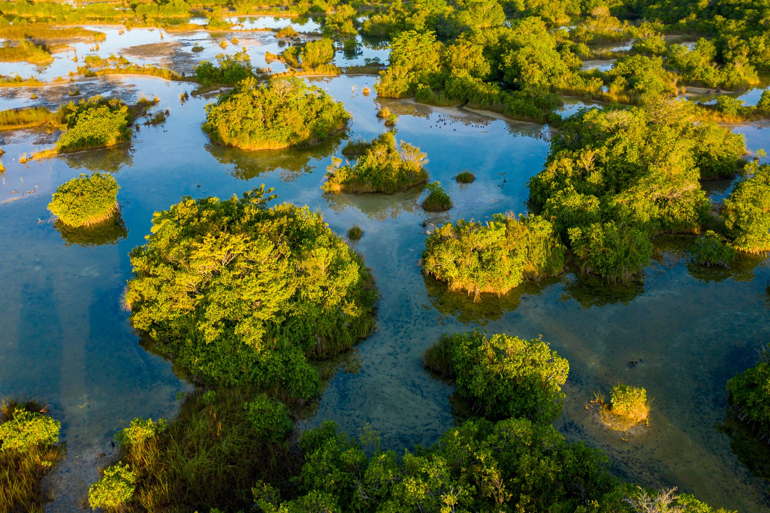  Aerial view of the red mangrove forests along the San Pedro Mártir River in Mexico. (Photo: Octavio Aburto)