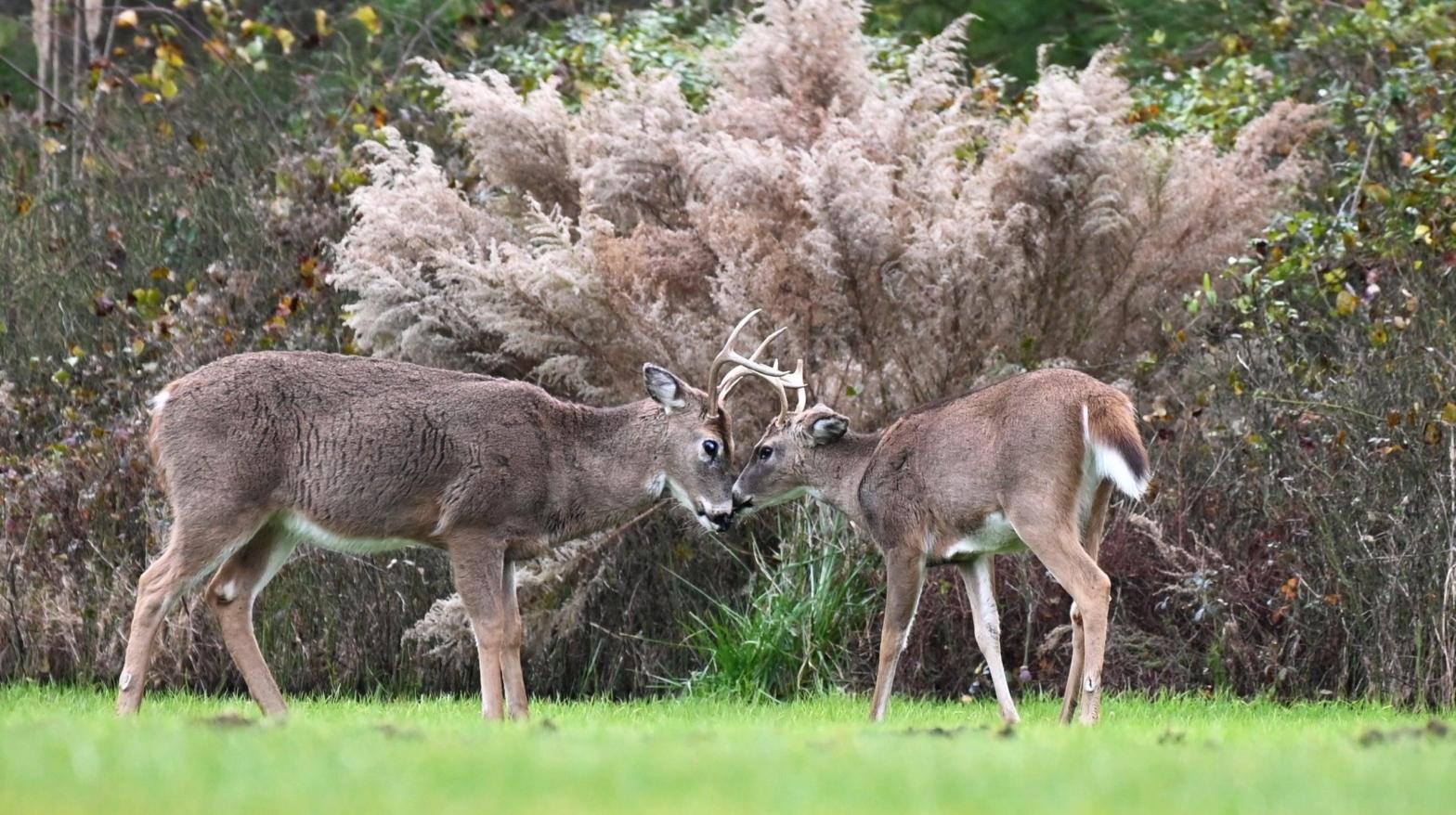 Two whitetail bucks are seen at Cape Henlopen State Park, in Lewes, Delaware, on November 25, 2020. (Image: Eve Hambach, Getty Images)