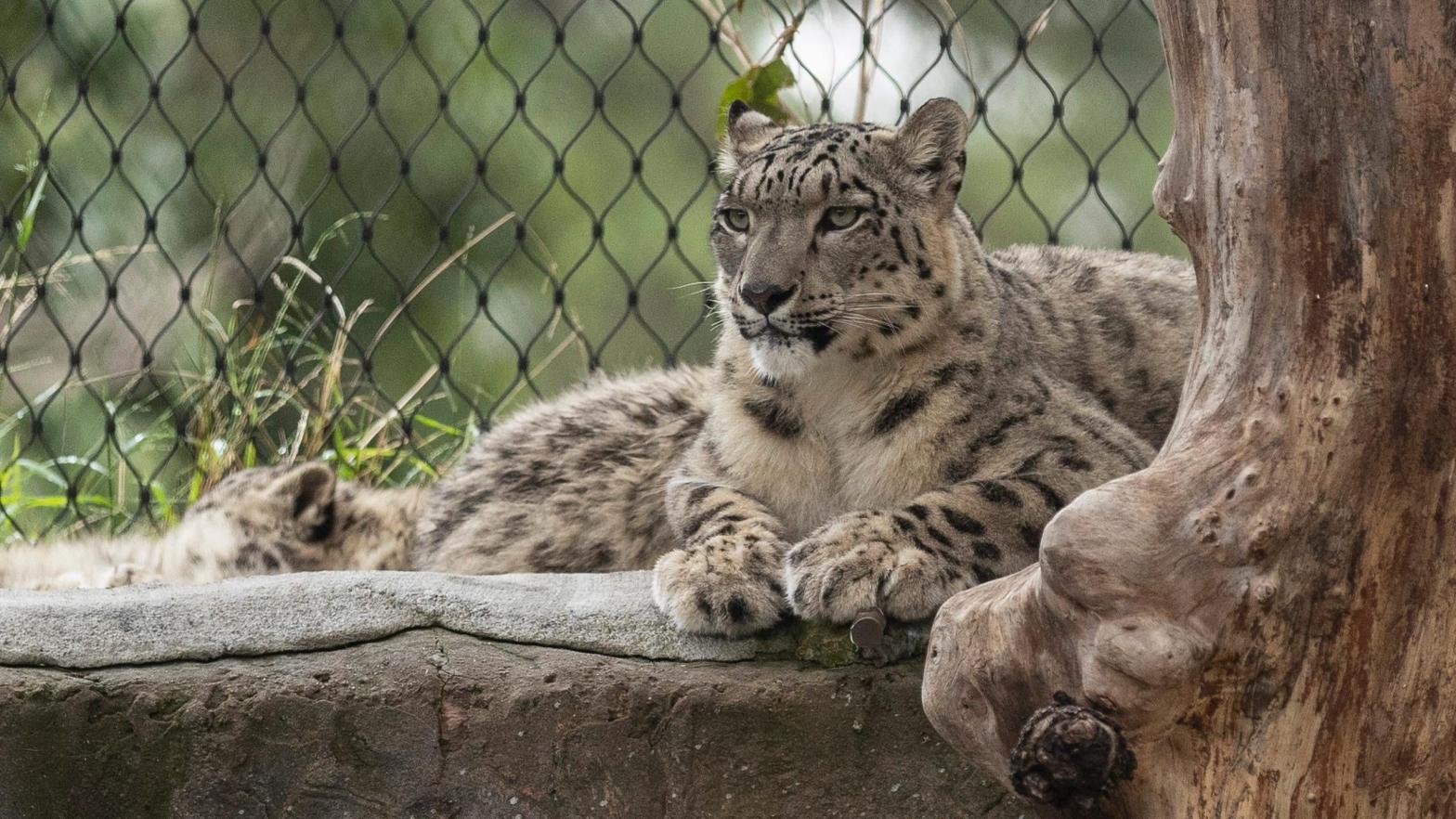 Snow leopards seen at the Melbourne Zoo on June 01, 2020 in Melbourne, Australia. (Photo: Daniel Pockett, Getty Images)
