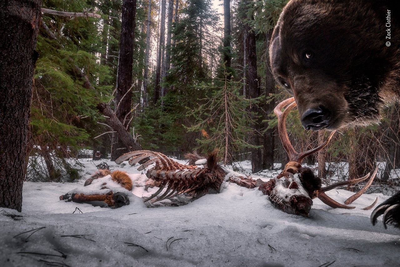 Image: Zack Clothier/Wildlife Photographer of the Year
