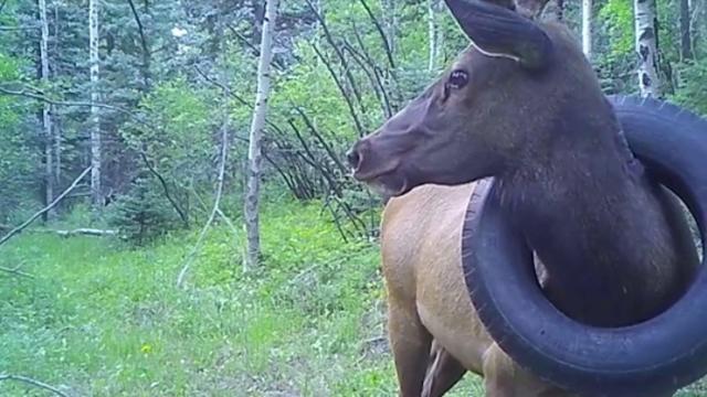 An Elk With a Tire Around Its Neck for Two Years Was Finally Freed