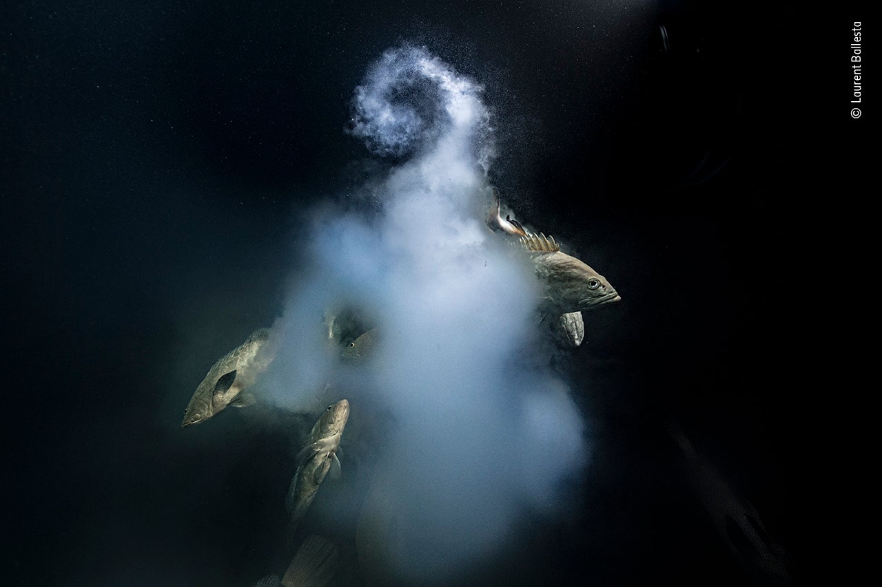 Image: Laurent Ballesta/Wildlife Photographer of the Year