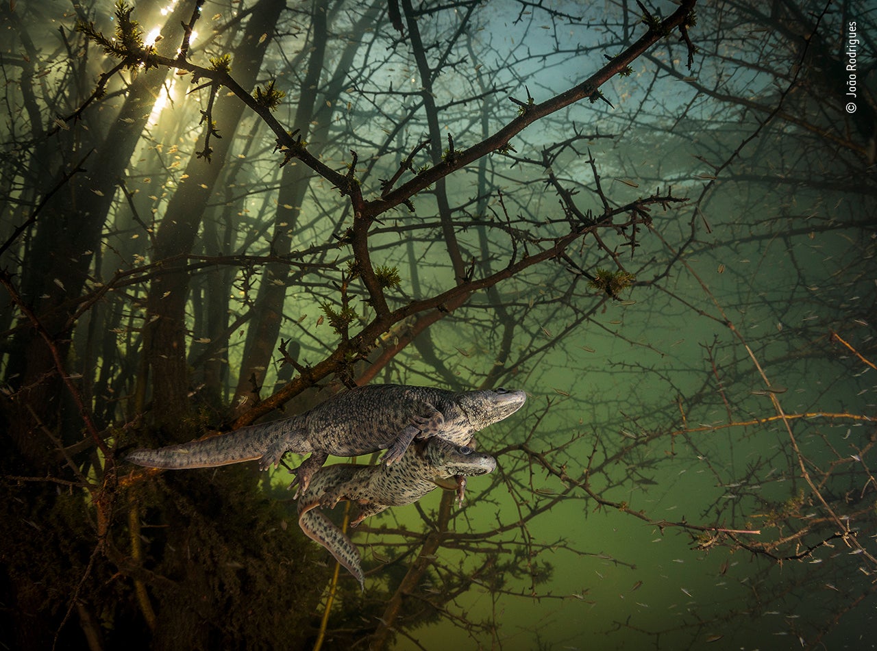 Image: João Rodrigues/Wildlife Photographer of the Year