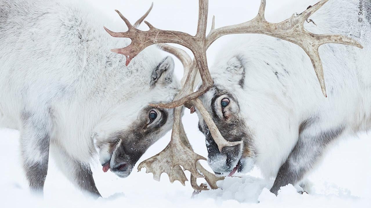 Image: Stefano Unterthiner/Wildlife Photographer of the Year