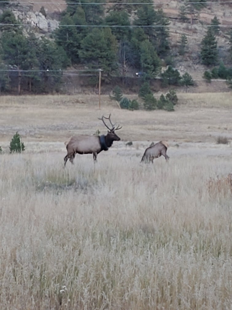 The first known sighting of the elk, in July 2019. (Photo: Colorado Parks and Wildlife)