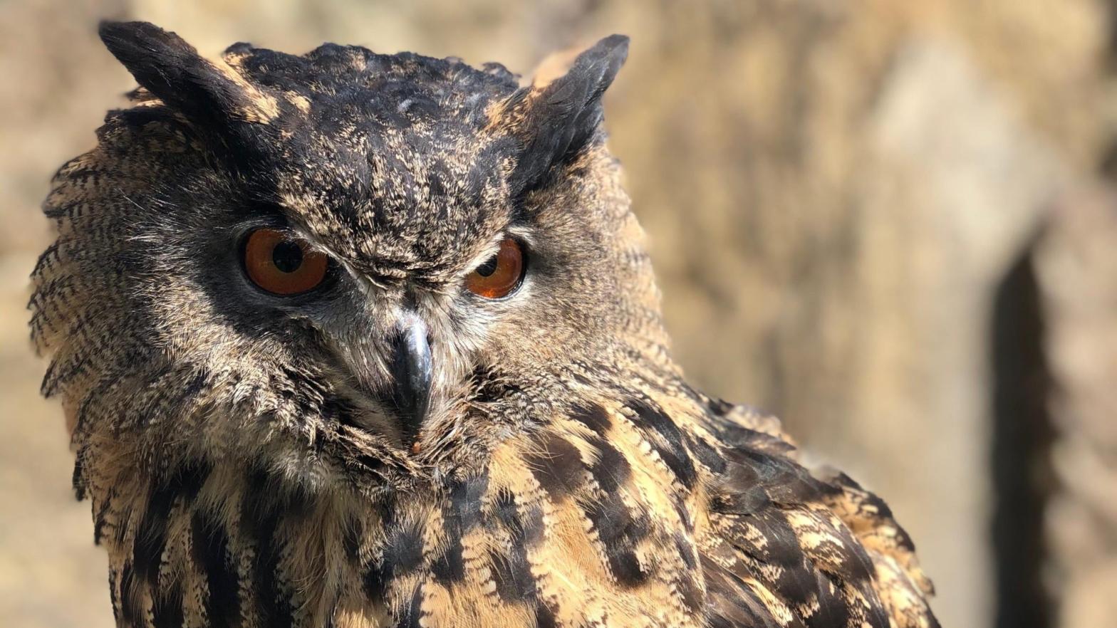 This is Gladys, a Eurasian eagle owl. She escaped from the Minnesota Zoo in early October. (Photo: Minnesota Zoo)