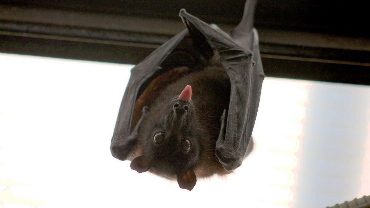 hendra virus A flying fox hangs from a beam and sticks its tongue out at the camera