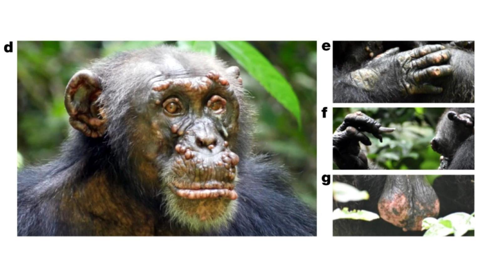 Clinical signs of leprosy in an adult male chimpanzee named Woodstock can be seen along his face, hands, and scrotum.  (Image: Hockings, et al/Nature)