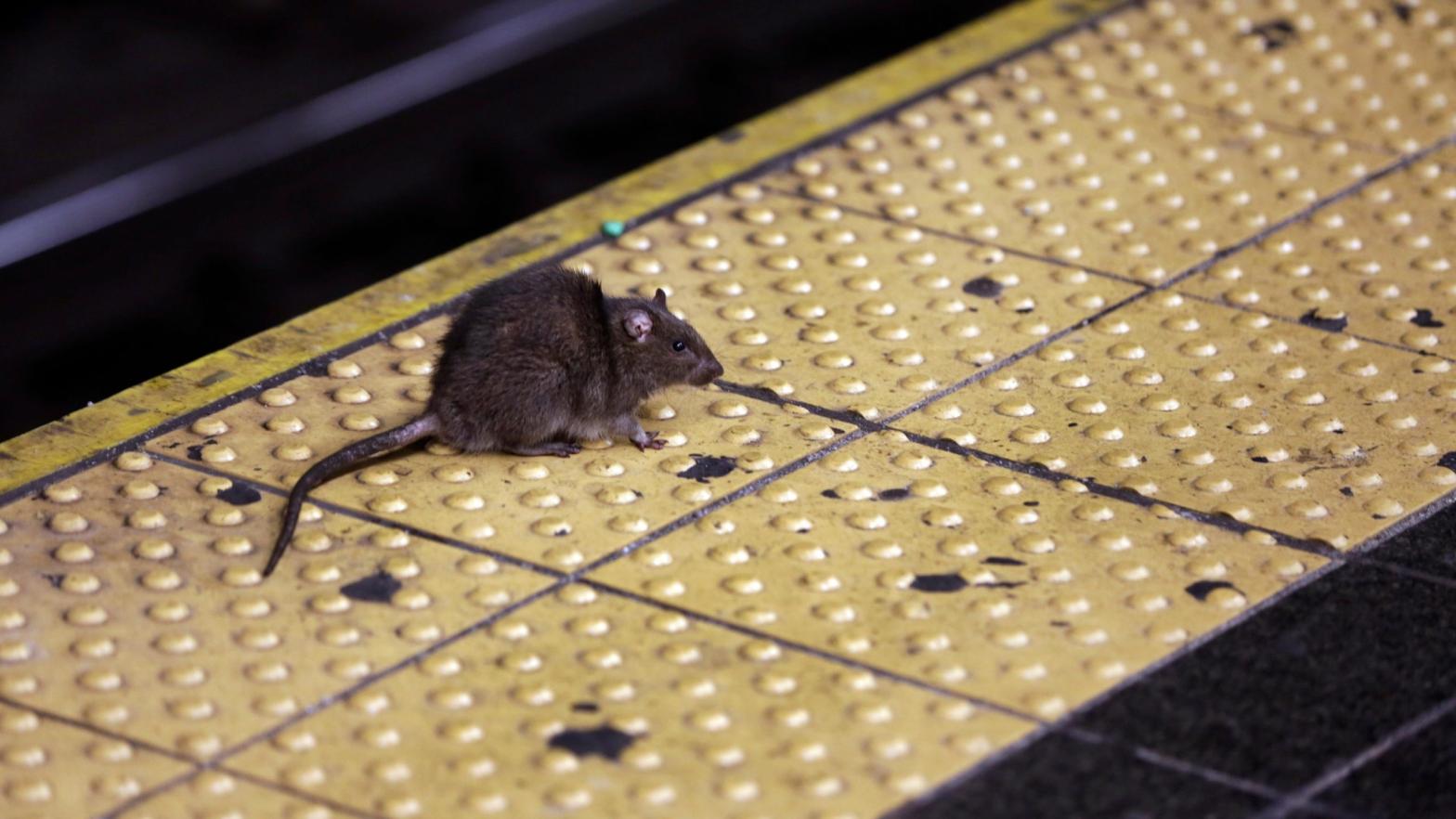 A 2015 photo of a rat crossing a Times Square subway platform in New York City (Photo: Richard Drew, AP)