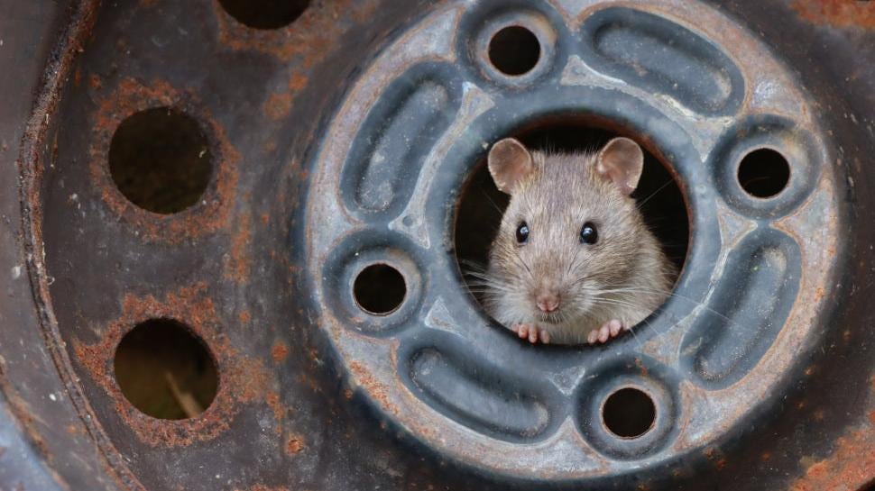 A rat peering out from a wheel well.  (Image: Ezra Boulton/CUPOTY)