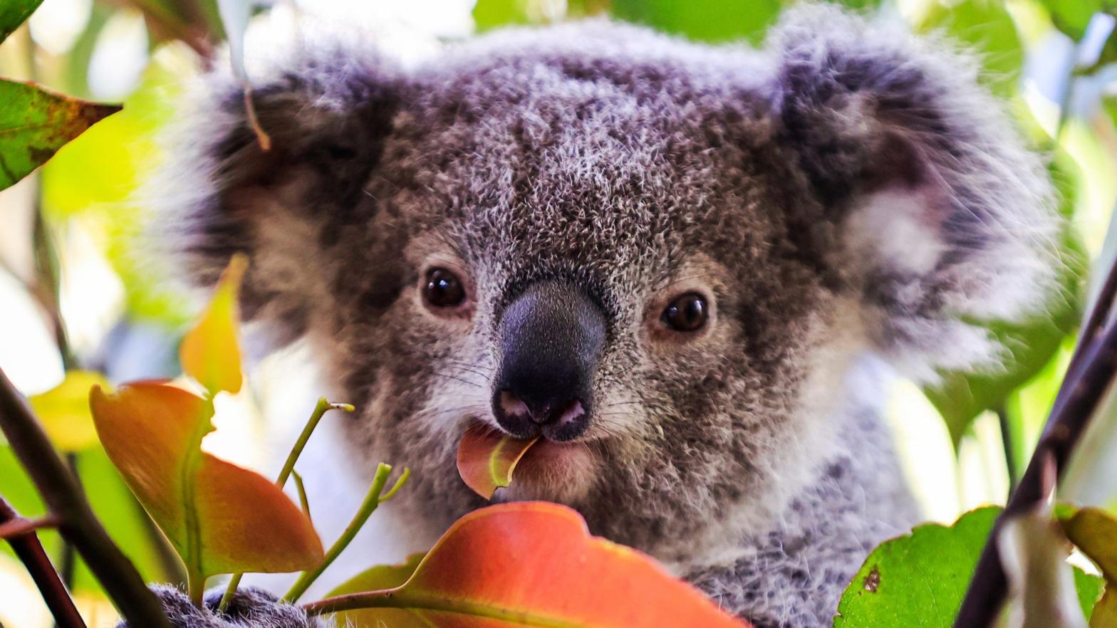 A baby koala is seen at the Wild Life Sydney Zoo on October 14, 2021 in Sydney, Australia. (Photo: Mark Evans, Getty Images)