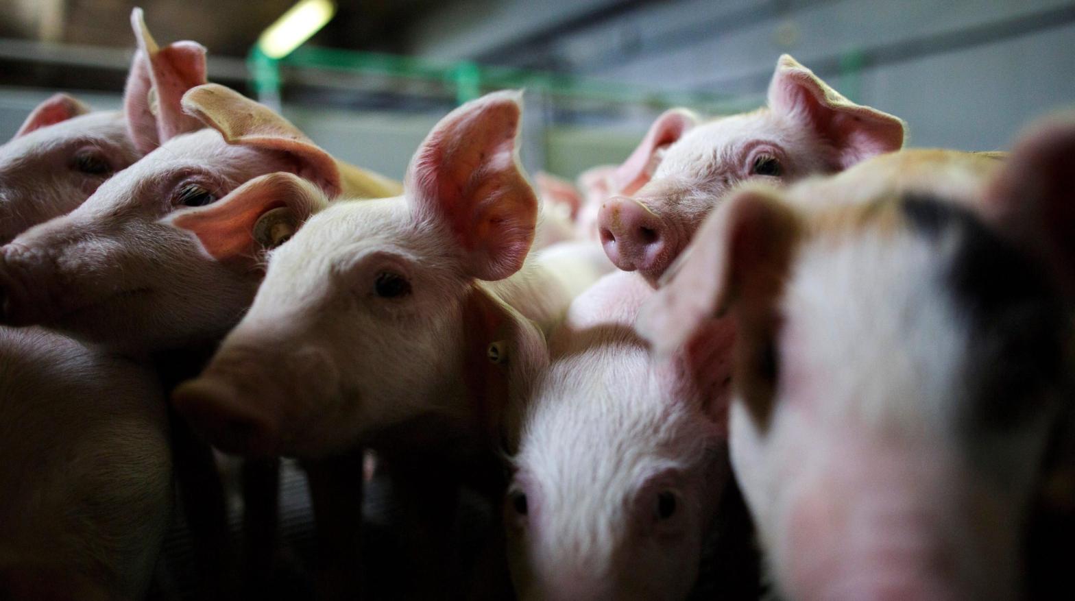 Piglets crowd a stall at the H.C. Daniels hog farm in Drahnsdorf on April 28, 2016 near Golssen, Germany (Photo: Carsten Koall, Getty Images)
