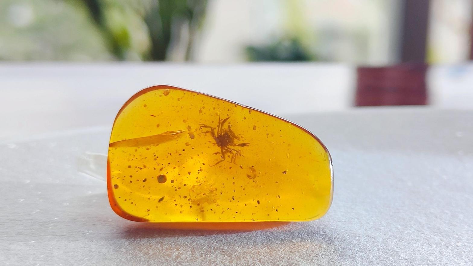 The amber fossil containing the well-preserved Cretaceous crab.  (Image: Xiao Jia (Longyin Amber Museum))