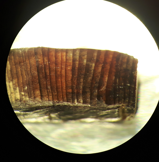 Microscopic image of a wood fragment found at L'Anse aux Meadows. (Image: Petra Doeve, University of Groningen)