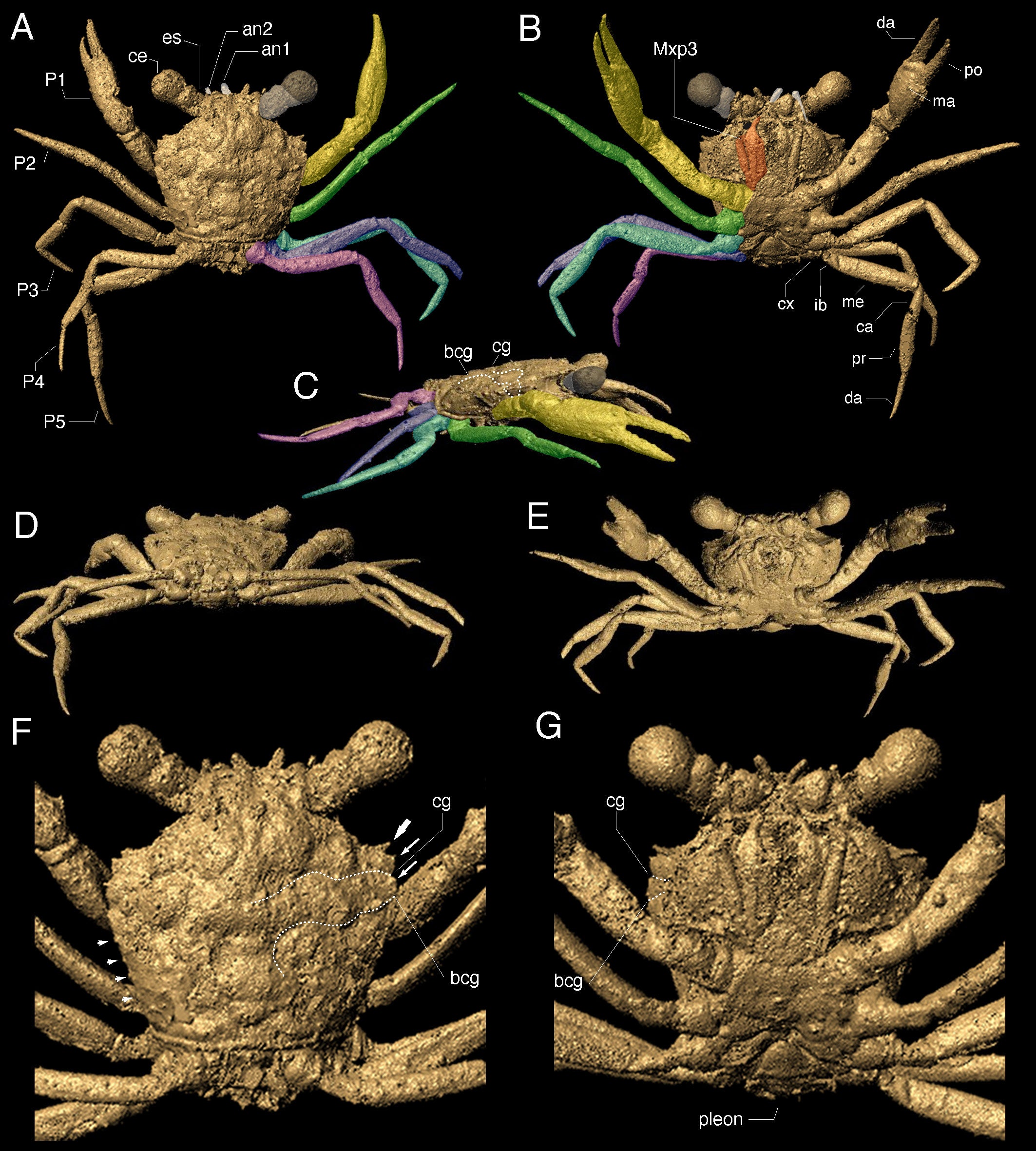 3D scans of the fossil, showing the crab in exquisite detail.  (Image: Elizabeth Clark and Javier Luque)