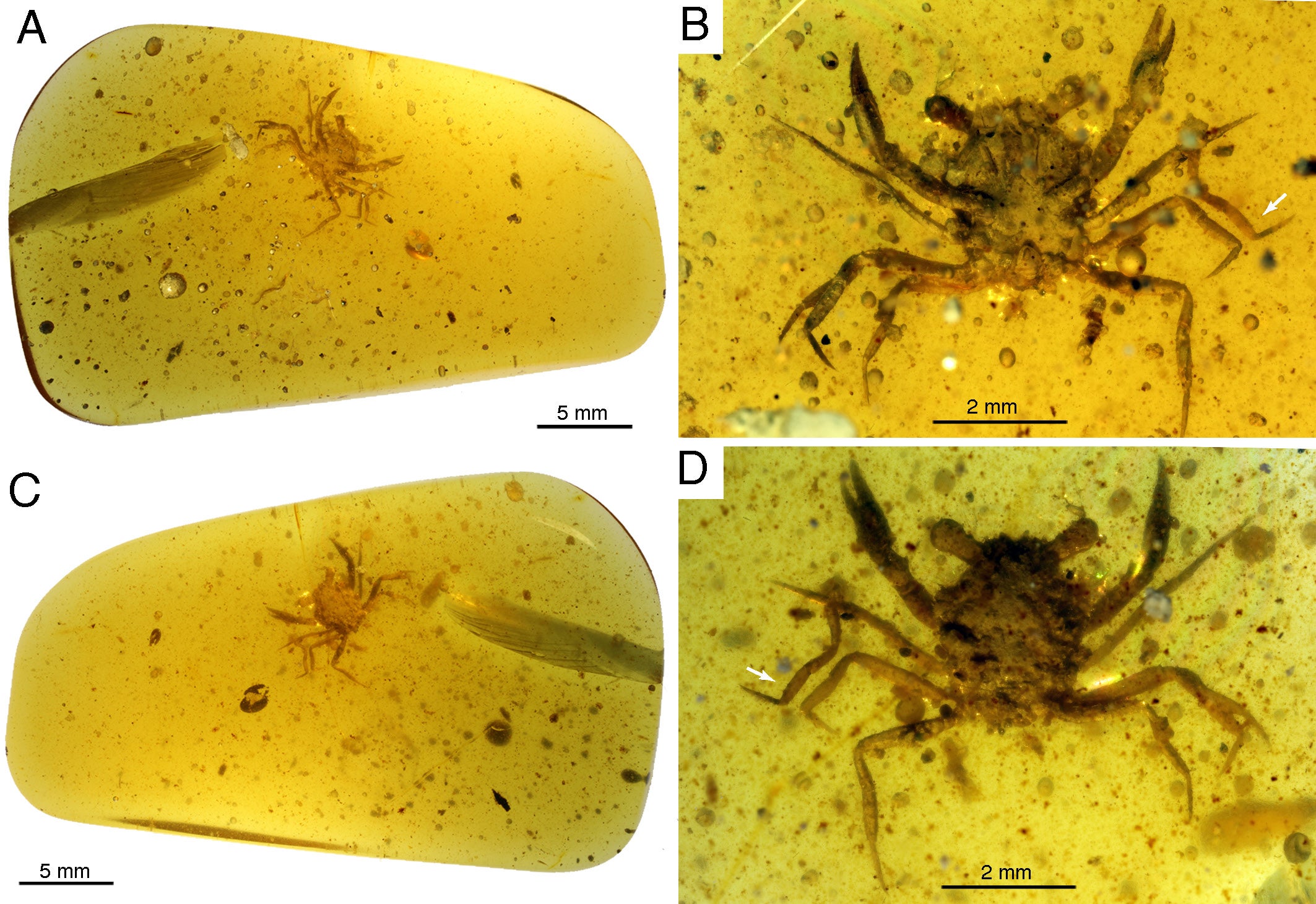 Multiple views of the amber fossil.  (Image: Javier Luque and Lida Xing)