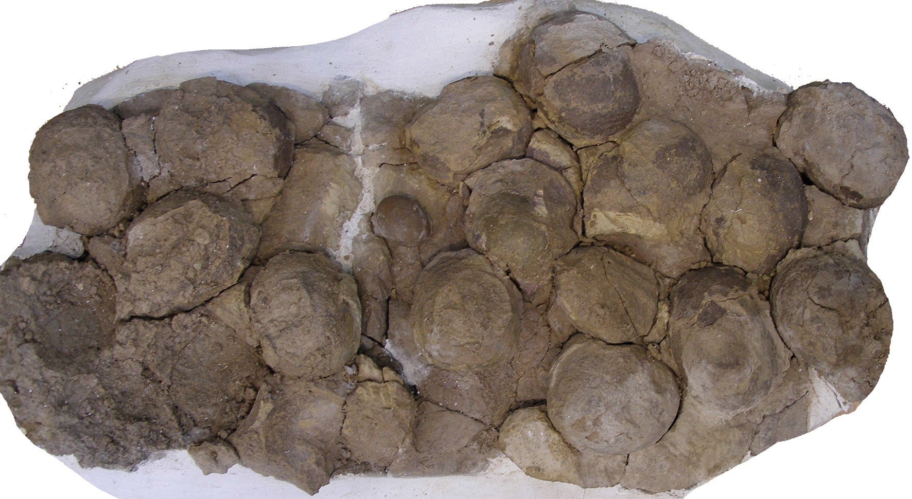 Nest with eggs of Mussaurus patagonicus. (Image: Diego Pol)
