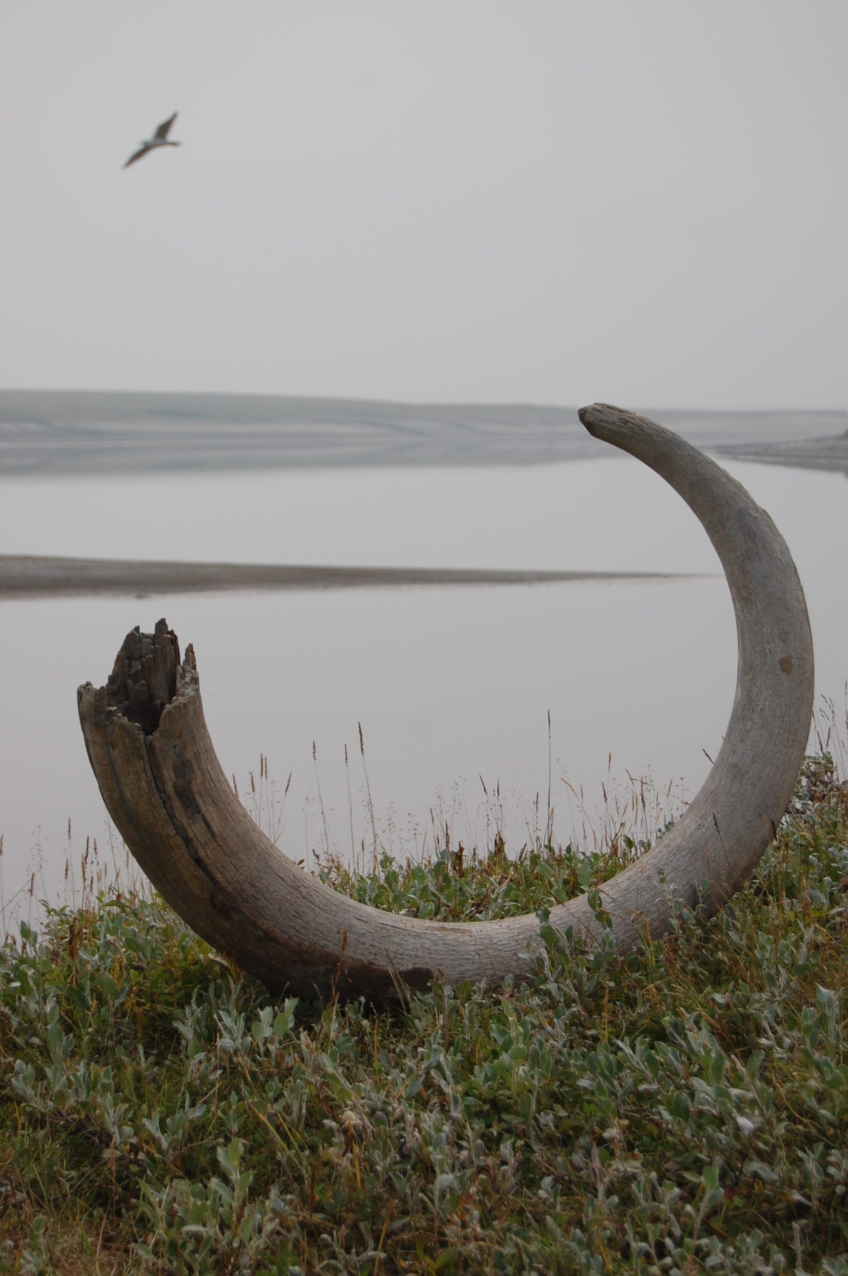 A mammoth tusk on the bank of the Logata River. (Photo: Johanna Anjar)