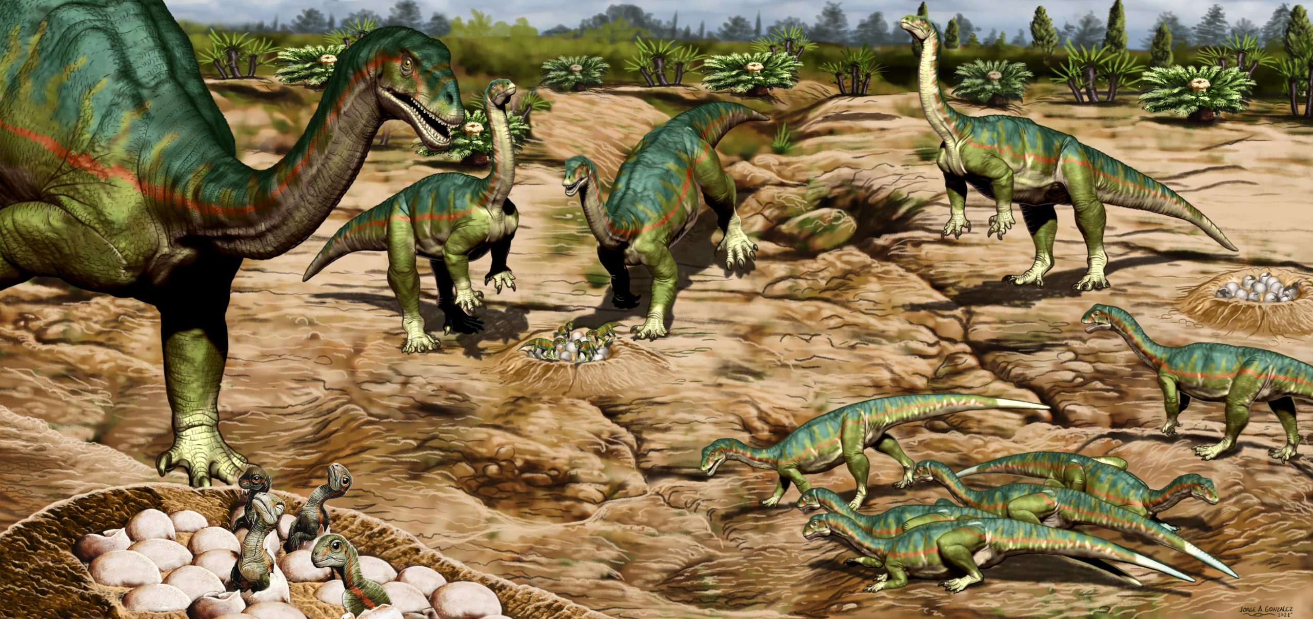 Artistic reconstruction of the Mussaurus patagonicus breeding ground.  (Image: Jorge Gonzalez)