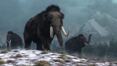 Climate Change Wiped Out the Mammoth, New DNA Study Shows