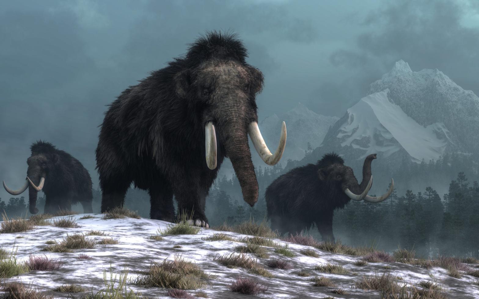 An artist's concept of three woolly mammoths on the steppe. (Illustration: Daniel Eskridge)