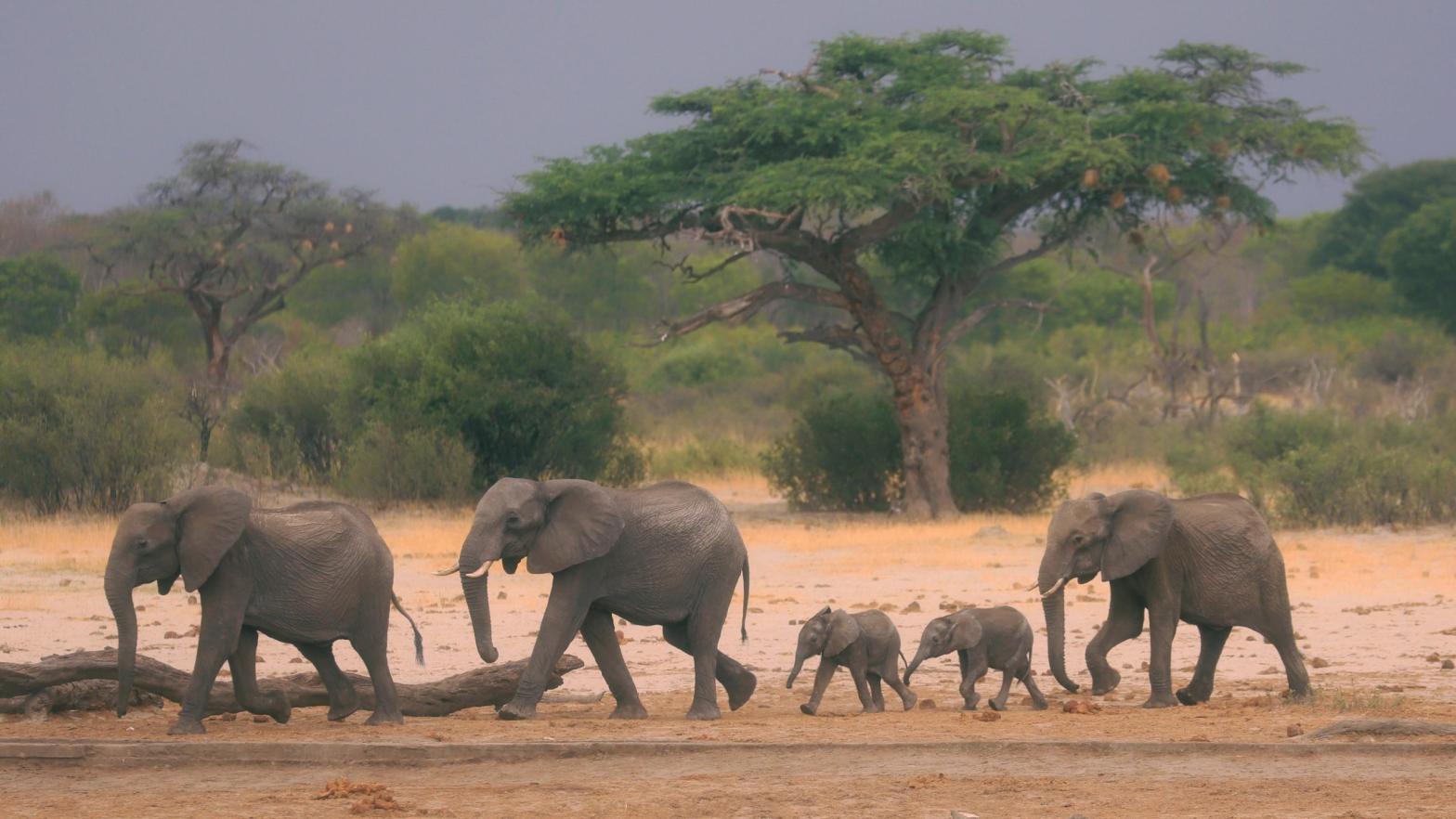 A herd of elephants make their way through the Hwange National Park, Zimbabwe. (Image: Uncredited, AP)