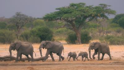 Ivory Poaching Blamed for Rise of Tuskless African Elephants