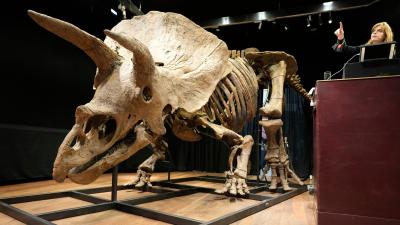 Largest Triceratops Skeleton Ever Found Sells for $10 Million at Auction