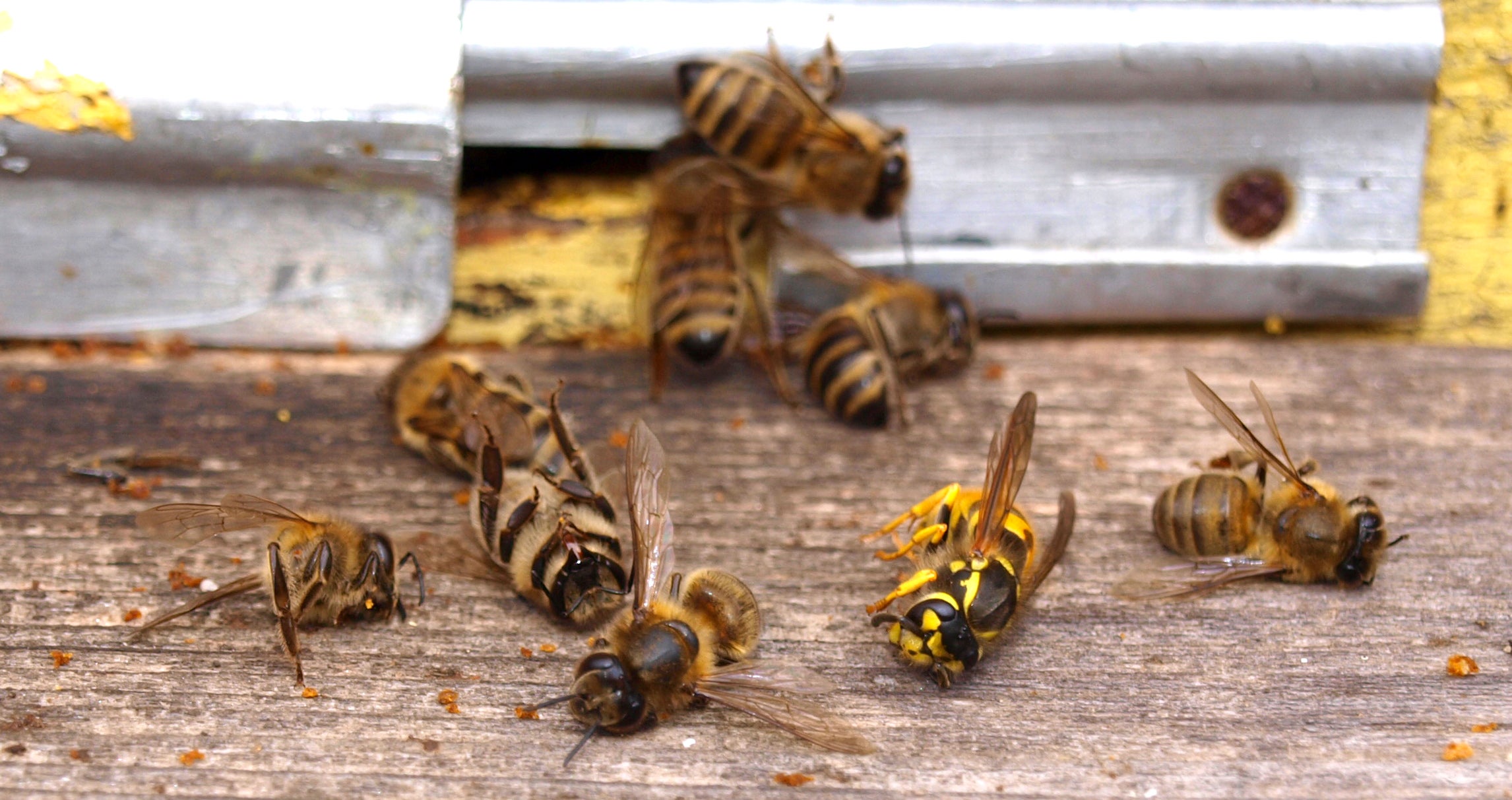 The Genetics Behind Bees’ Black and Yellow Butts