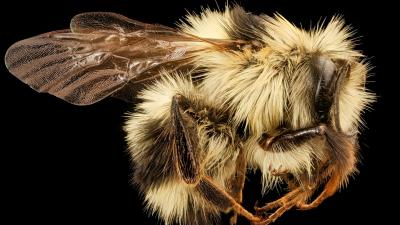 The Genetics Behind Bees’ Black and Yellow Butts