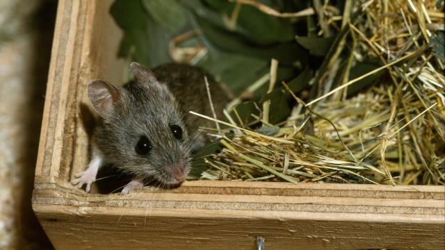 Australia’s Adorable New Holland Mouse Reappears for the First Time in Over a Decade