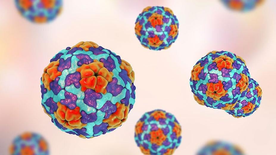 A medical illustration of the hepatitis A virus (Photo: CDC)