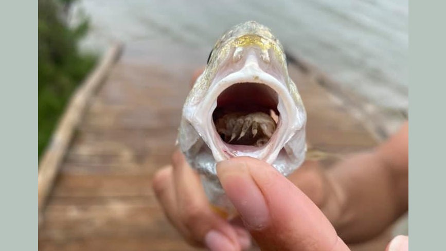 A parasitic crustacean living in the mouth of an Atlantic croaker after eating its tongue. (Photo: Galveston Island State Park-Texas Parks and Wildlife/Facebook)
