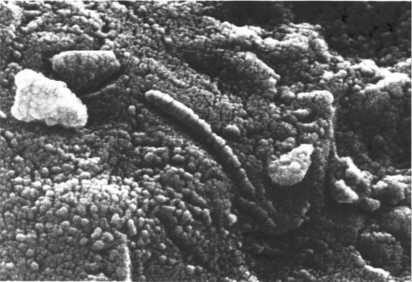 Microscopic image of ALH84001, revealing fossil-like structures on the Martian meteorite.  (Image: NASA)