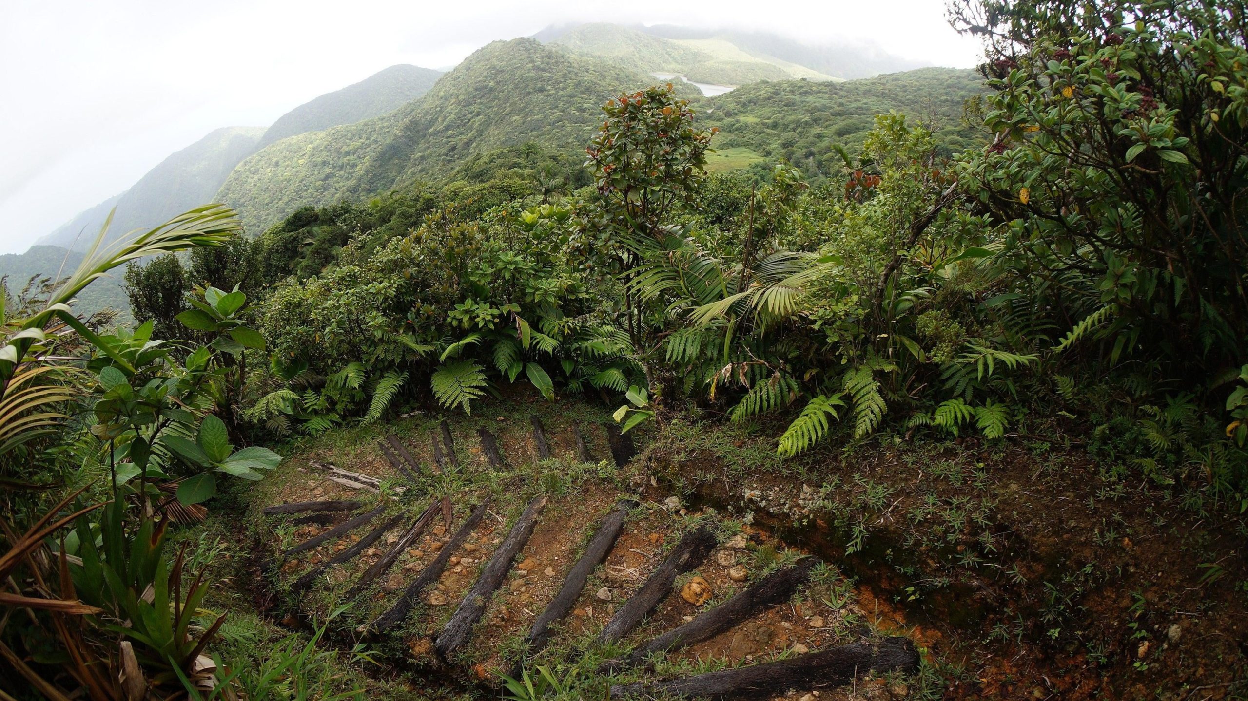Hiking trail in the Morne Trois Pitons National Park on the island of Dominica. (Photo: Wikimedia Commons)