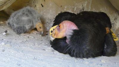Two California Condors Had Virgin Births, Researchers Say