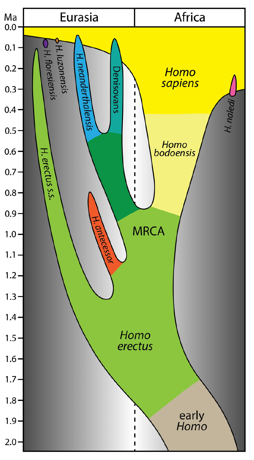 A simplified model for the evolution of the genus Homo over the past 2 million years.  (Image: M. Roksandic et al.,2021)